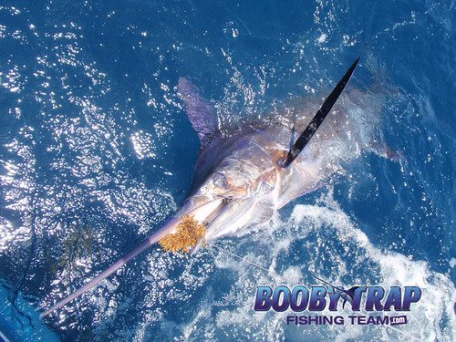 Booby-Trap-Fishing-Team-Marlin | by boobytrapfishingteam
