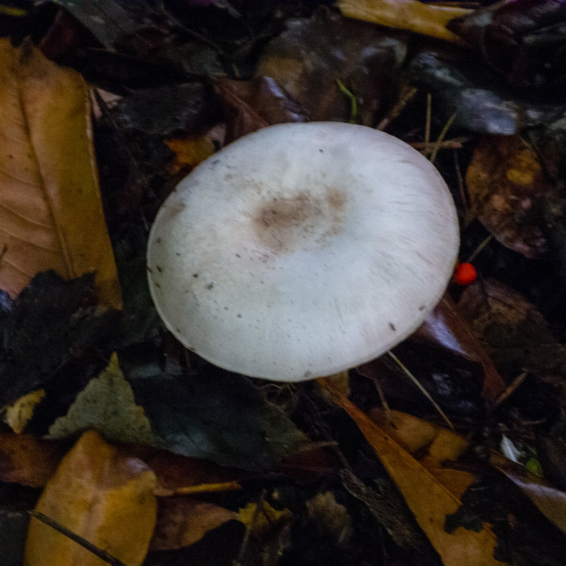 Wightwick wood mushroom