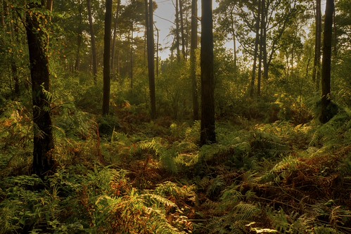 Swansong of the ferns by Sunstonecruiser, light sunset shadow sunlight forest germany outdoors deutschland evening landscapes photo woods wood