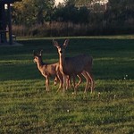 Little Missouri deer- Sept. 2013 