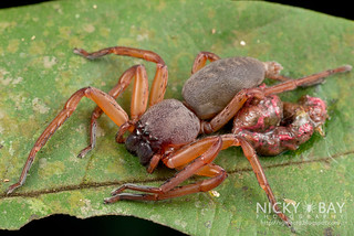 Huntsman Spider (Thelcticopis sp.) - DSC_8350