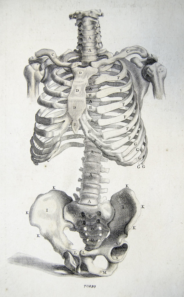 Bones of the torso from Anatomy improv'd and illustrated | Flickr