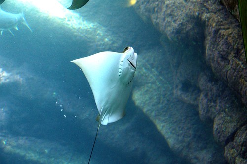 uShaka Marine World