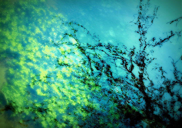 reflections in green and blue