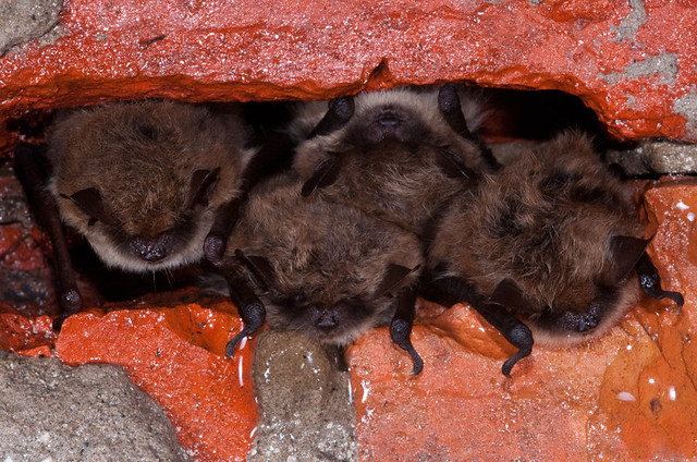 Cosy, Whiskered bats (Myotis mystacinus)