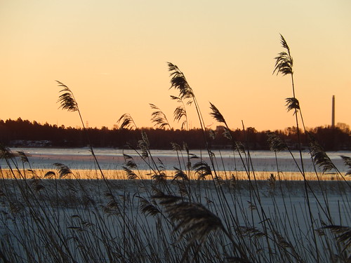 morning winter light snow ice sunrise weeds horizon