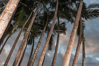 Mesma foto, novo ângulo #73 #canont5i #dslr #palmeira #projeto365