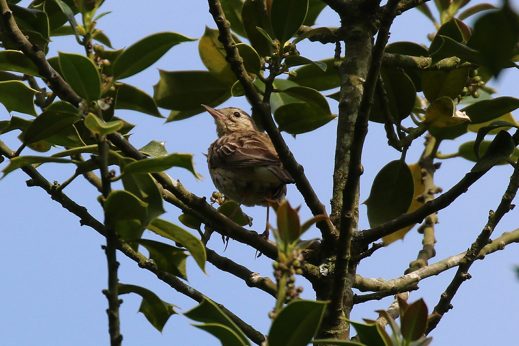 Tree Pipit [Adult] | Taken at Nagshead RSPB, Forest of Dean,… | Flickr