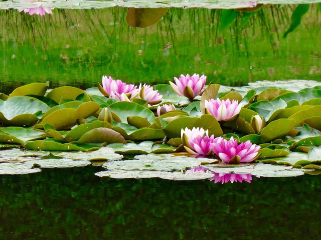 Water-lily .