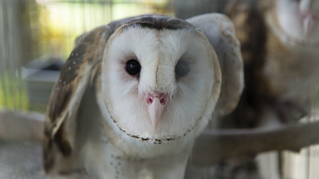 Owl face