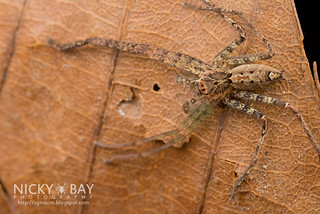 Huntsman Spider (Heteropoda sp.) - DSC_5284