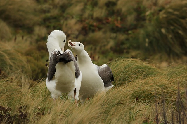 Southern Royal Albatross Pair Reaffirming their Bond for Life Campbell Island World Heritage Area New Zealand
