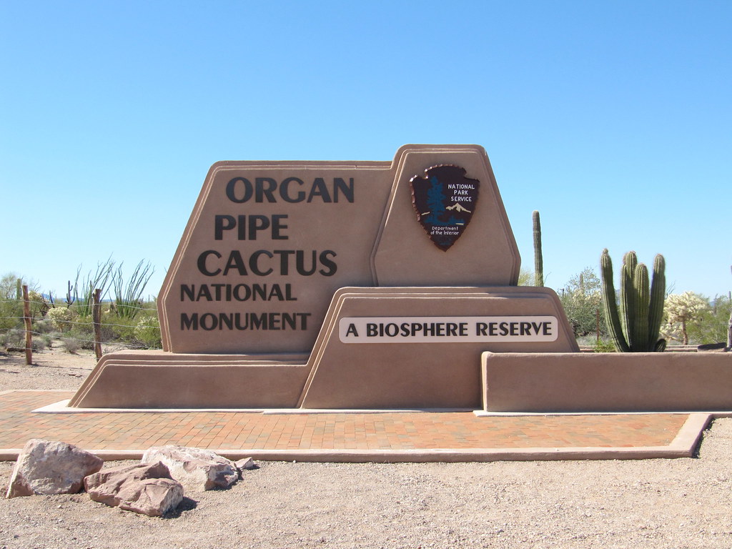 01 - Organ Pipe Cactus NM