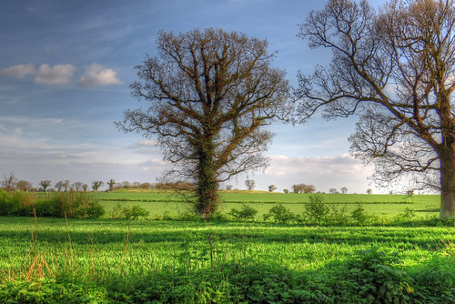 uk trees england tree green field landscape britain norfolk fields eastanglia filby platinumheartaward