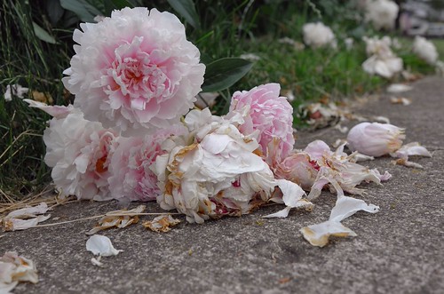 Faded | by marrick43215