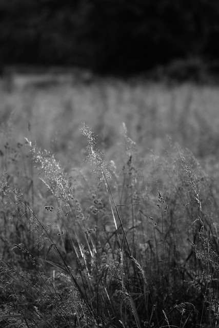 Summer grasses