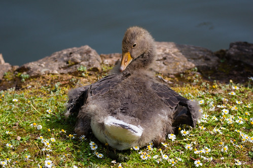 West Park gosling: adult feathers developing