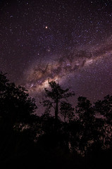 Milky Way above the Treeline