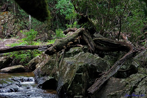 landscape rainforest scenery australia queensland northqueensland