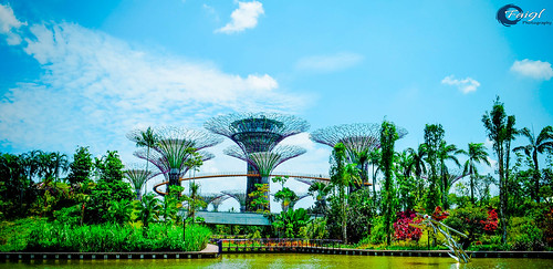 blue sky tree green clouds marina garden singapore سنغافورة