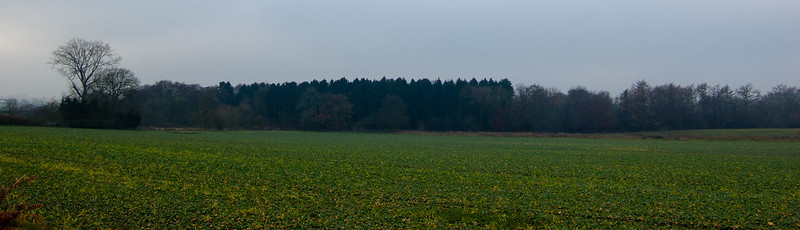 Rushy Marsh wood