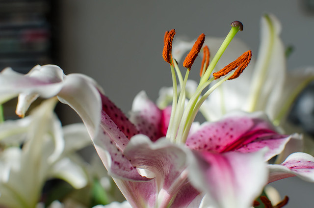 The Dizzy Oriental lily