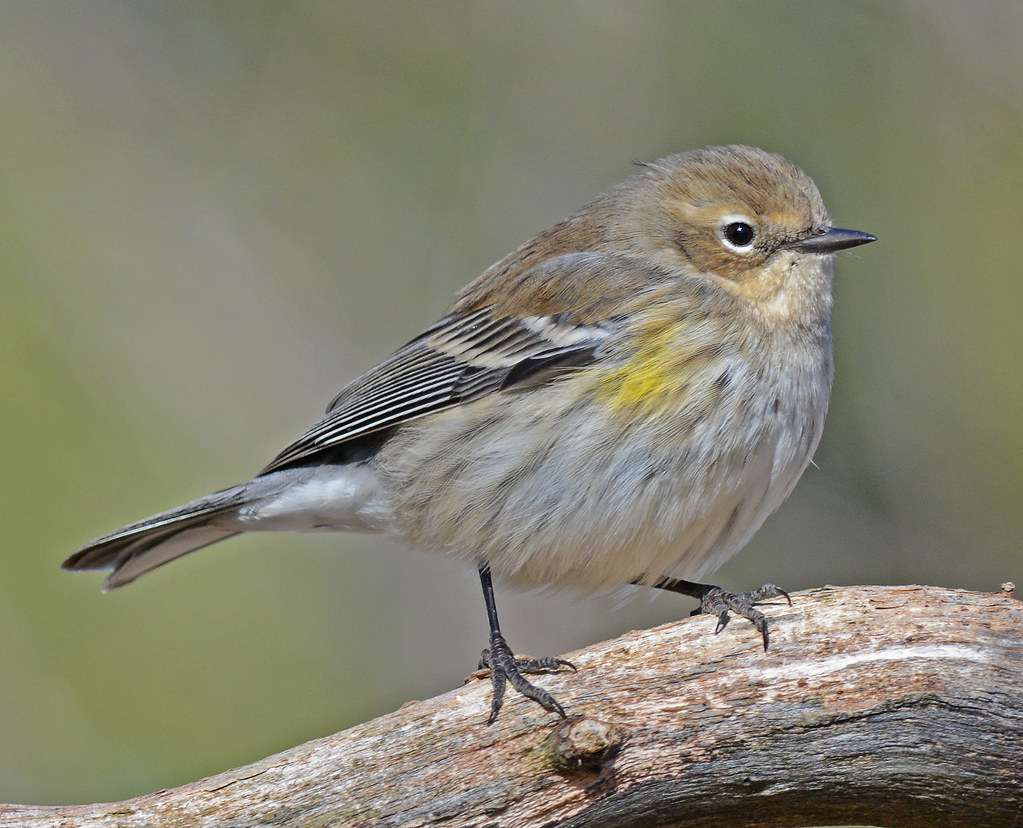 Yellow Romped Yellow Rumped Warbler | A first winter yellow rumped warbler… | Flickr