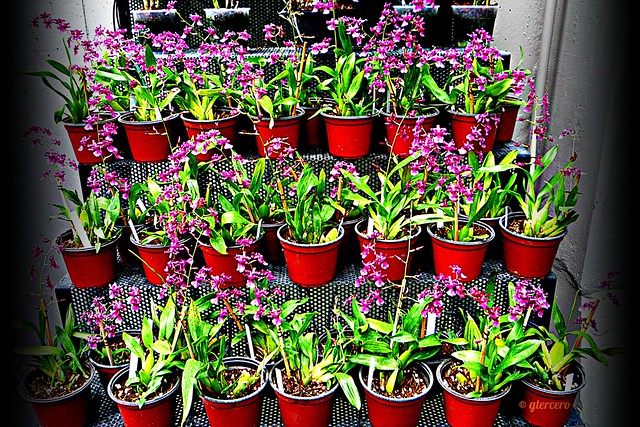 Orquídeas en el invernadero...P1100866EP