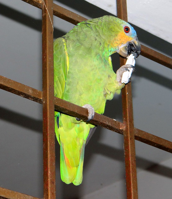 Loro guaro doméstico [Domestic Orange-winged Parrot] (Amazona amazonica amazonica)