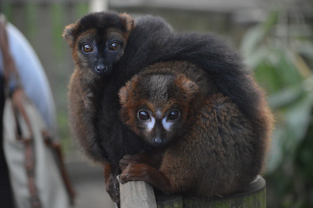Red-Fronted & Red-Bellied Lemurs