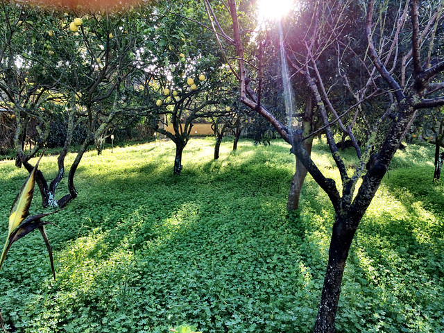 Sunlight in the Lemon Grove