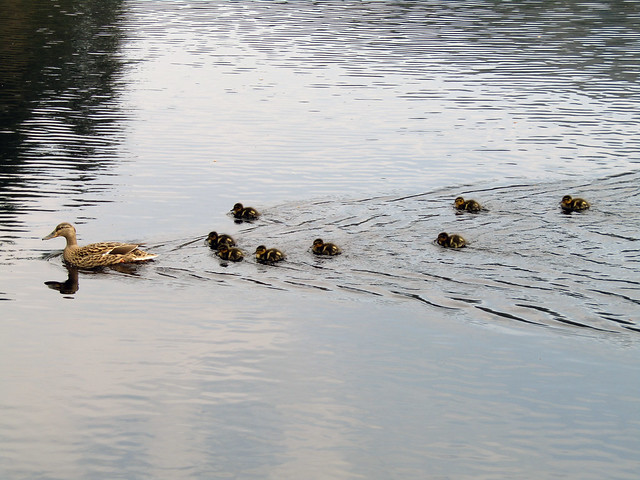 Ducks, Ladybower Reservoir 2016