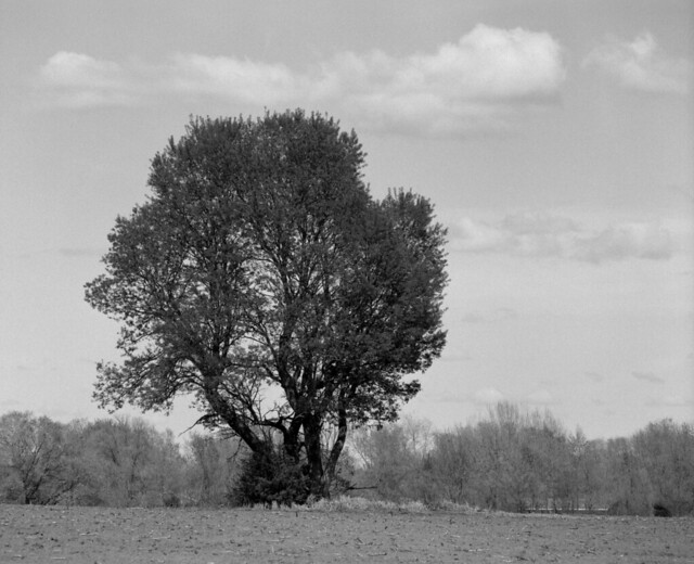 field tree