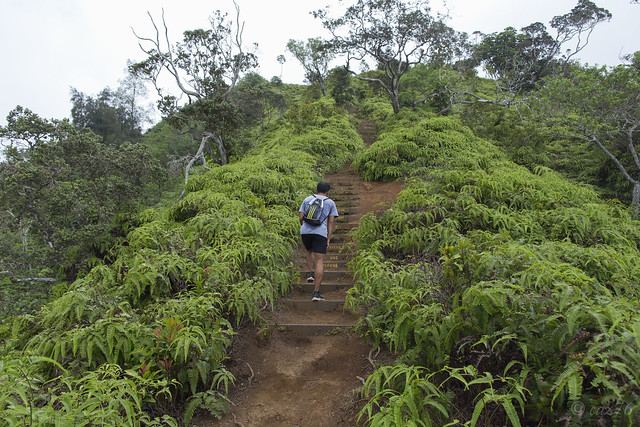 The Kuliouou Ridge Trail Oahu