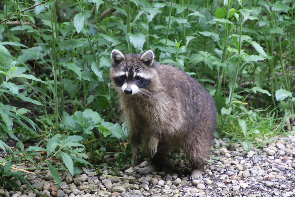 Ohio Racoon Forest Wallpaper