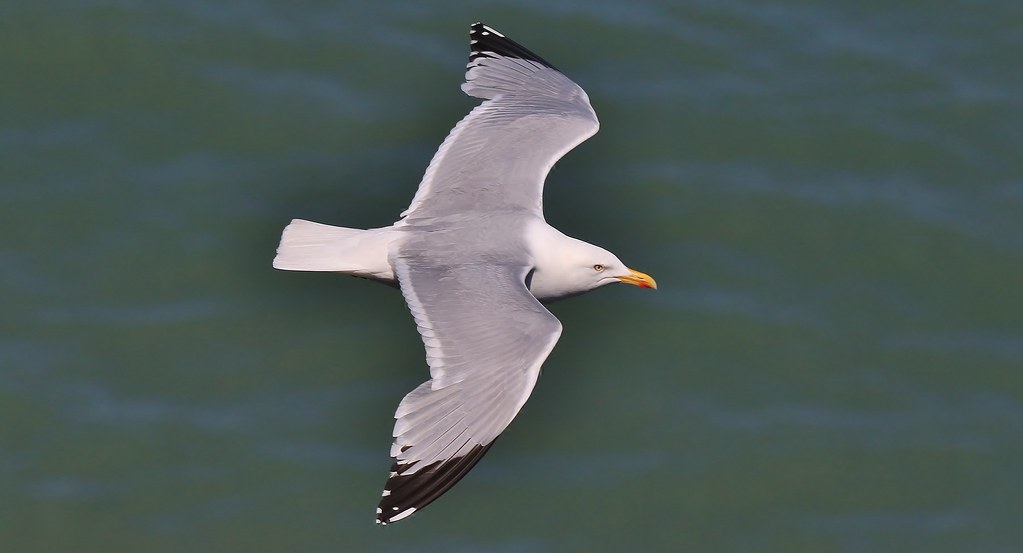 Herring Gull      (Larus argentatus)
