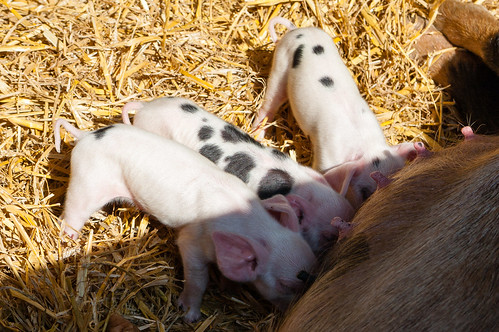 Tiny piglets, Northycote