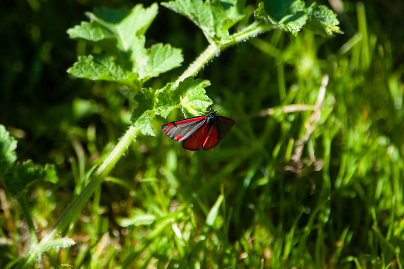 Cinnabar moth