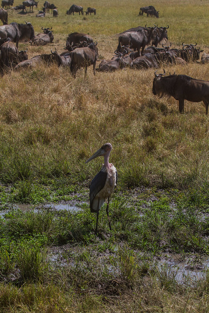 Masai Mara Stork