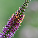 Flickr photo 'False Indigo (Amorpha fruticosa)' by: Mary Keim.