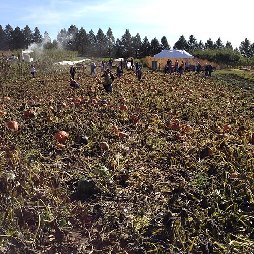 Pumpkin patch @WSUPullman Organic farm.