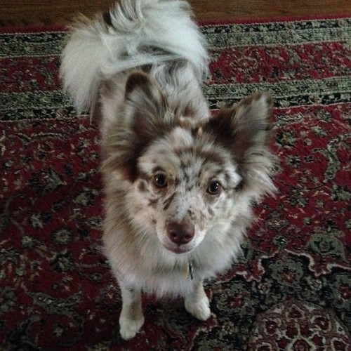 feed me! #shea #sheathedog #aussie #aussiepom #pom #pomeranian #puppy #puppies #puppybear #puppylove #puppyeyes #love #cute #fluffy #pets #dog #dogs #dogsofinstagram #petsofinstagram #dogstagram #animals #igcutepuppies #pupdorable #aplacetolovedogs #ilove | by thepuppybear