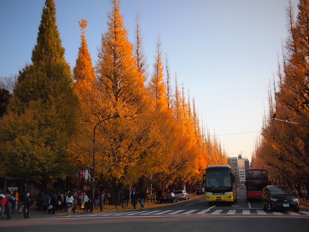 fall foliage at Icho Namiki Dori