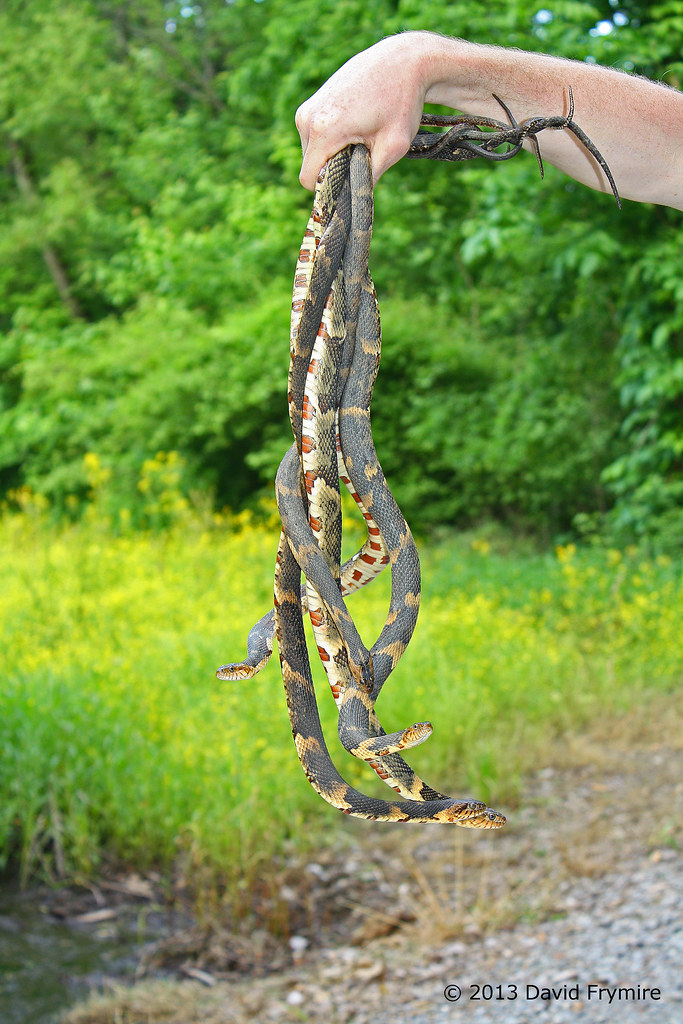 hand-full-of-fulton-county-water-snakes-snake-wrangl-n-a-flickr