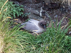 Light-mantled Sooty Albatross (Phoebetria palpebrata)