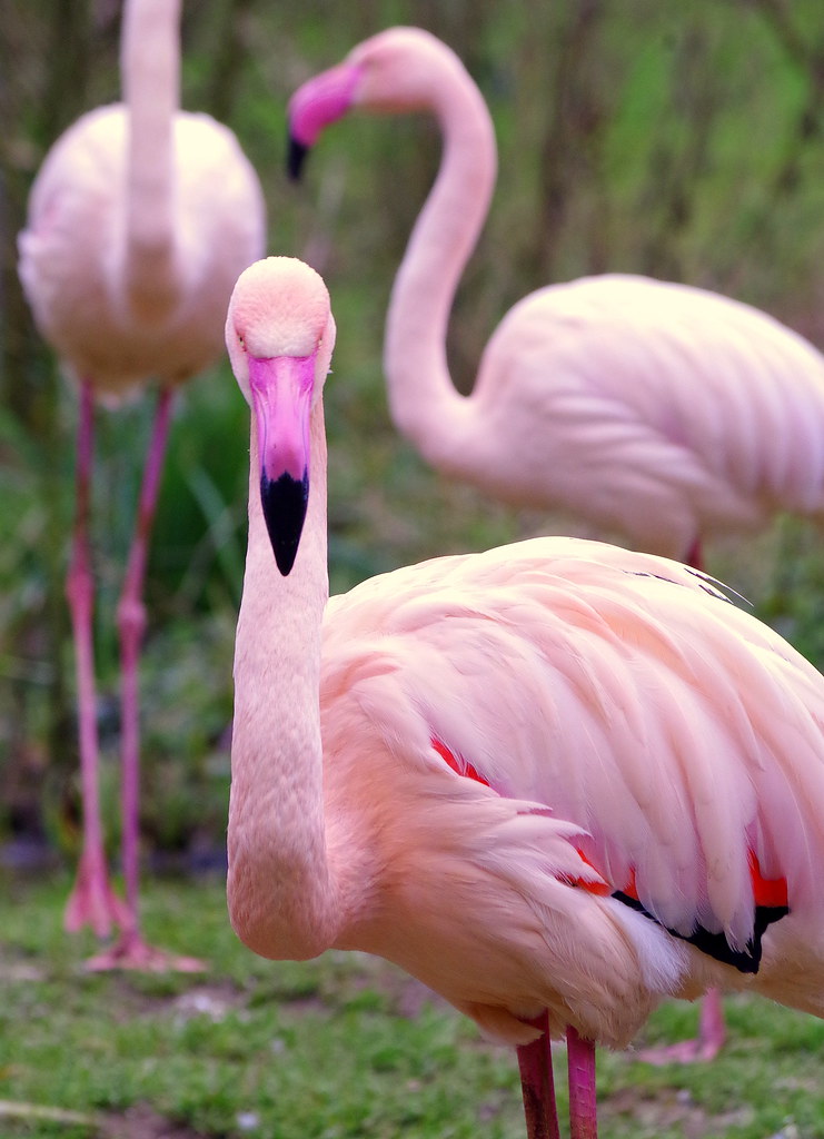 Flamants rose/pink flamingo