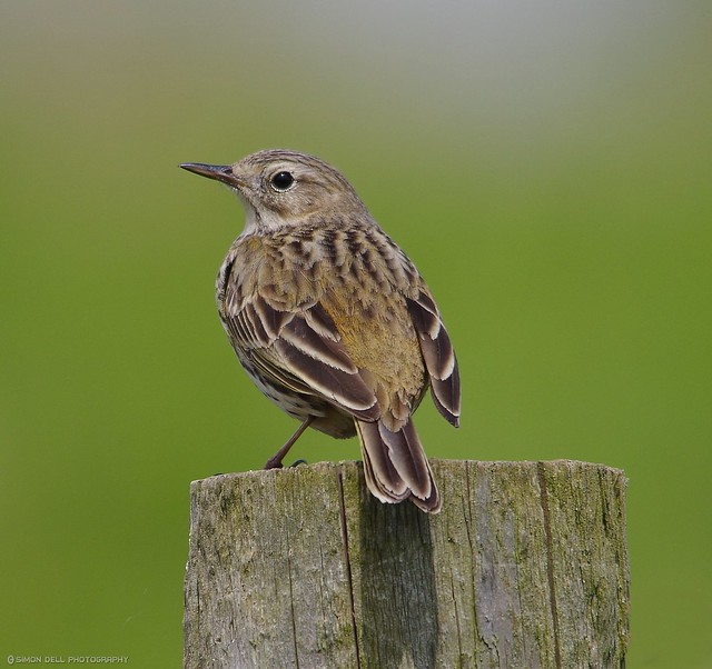 meadow pipit  (1)