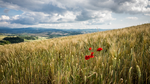 Tuscany in red - Volterra, Pisa - Landscape photography