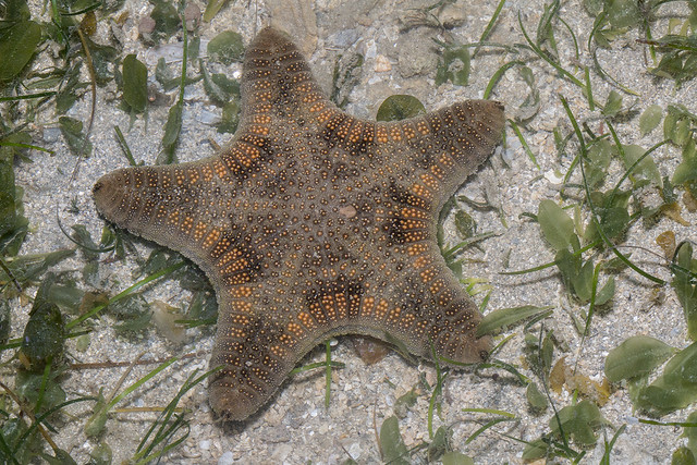 _Z2A9182 biscuit star in seagrass