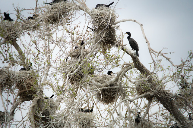 Mess of Nest